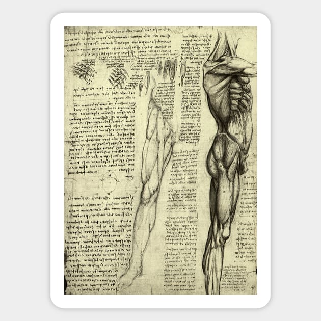 Male Human Anatomy by Leonardo da Vinci Sticker by MasterpieceCafe